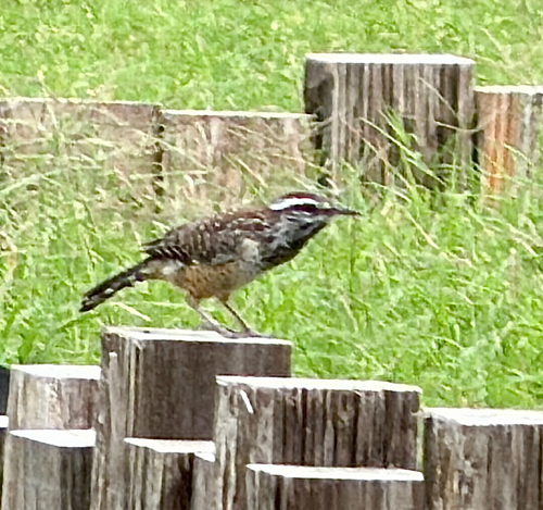 Cactus Wren