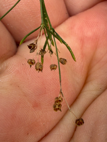 Rock Flax
