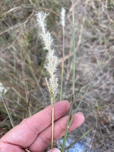 silver bluestem
