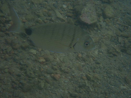 Diplodus observed 2026-10-25