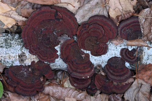 Daedaleopsis confragosa, 2026-10-25