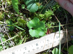 Veronica regina-nivalis