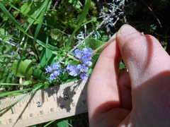 Veronica regina-nivalis