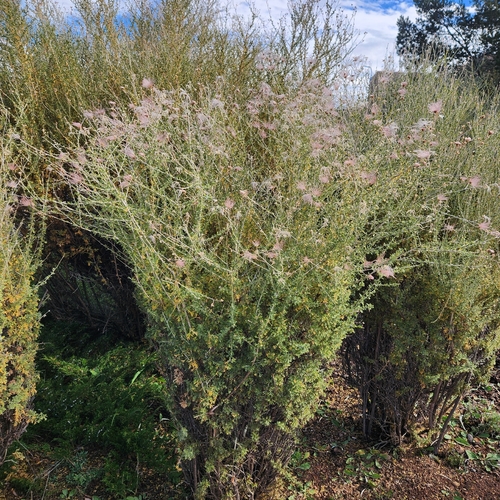 Apache plume