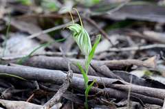 Pterostylis robusta