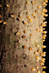 Apodanthes caseariae