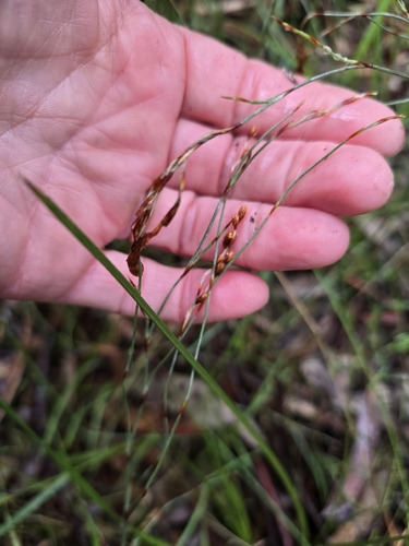 Hypolaena observed 2026-10-25