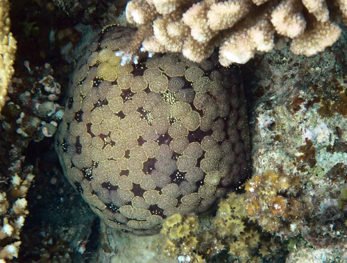 Culcita novaeguineae observed 2026-10-21