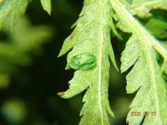 Cassida stigmatica