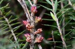 Acrotriche serrulata