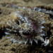 Keeled Tubeworm - Photo (c) Glenn Biscop, some rights reserved (CC BY-NC), uploaded by Glenn Biscop