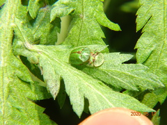 Cassida stigmatica