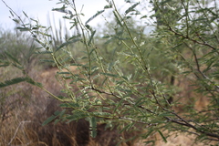 Prosopis