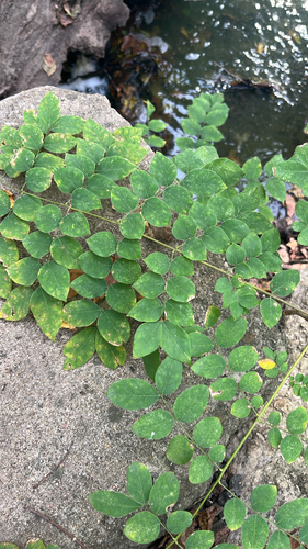 Gymnocladus dioicus, 2026-10-25