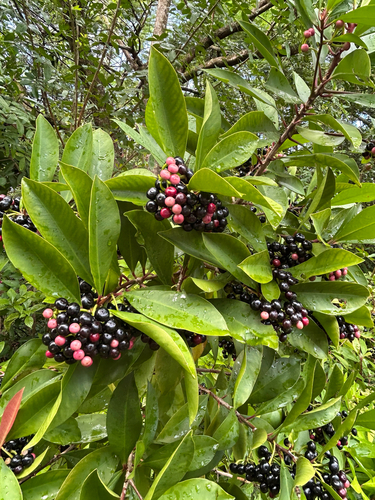 Ardisia elliptica observed 2026-10-25