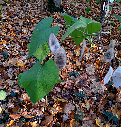 Lunaria rediviva observed 2026-10-25