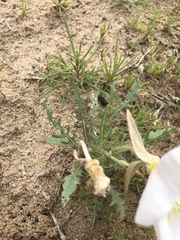 Oenothera coronopifolia