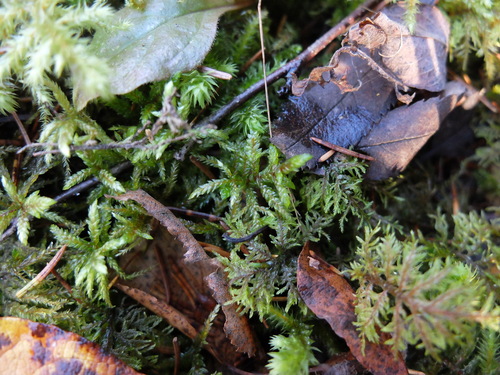 Pleurozium schreberi observed 2026-10-25