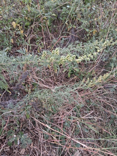 slimleaf bursage
