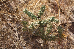 Cylindropuntia fulgida