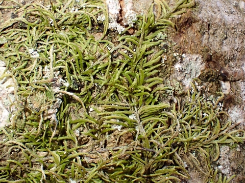 Pterigynandrum filiforme observed 2026-10-24