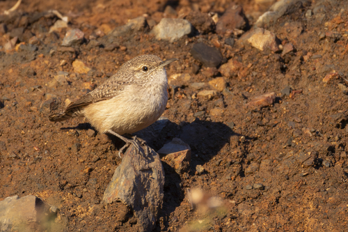 Rock Wren