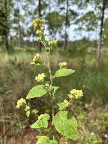 Sida cordifolia observed 2026-10-25