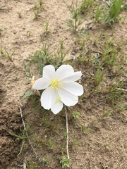 Oenothera coronopifolia