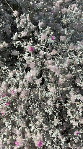 Plumed Crinklemat
