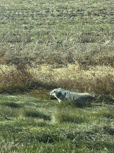 American Badger