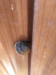 Cornu aspersum