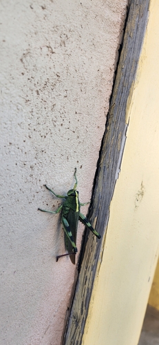 White-lined Bird Grasshopper