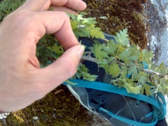 Crataegus microphylla