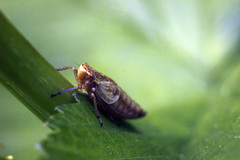 Bathysmatophorinae