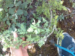 Crataegus microphylla