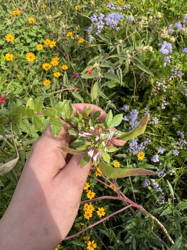 redwhisker clammyweed