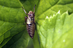 Bathysmatophorinae