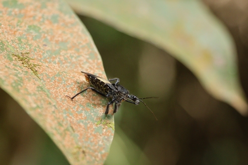 Apiomerus lanipes