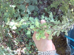 Crataegus microphylla