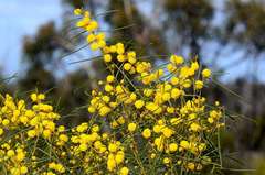 Acacia euthycarpa euthycarpa