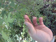 Crataegus microphylla