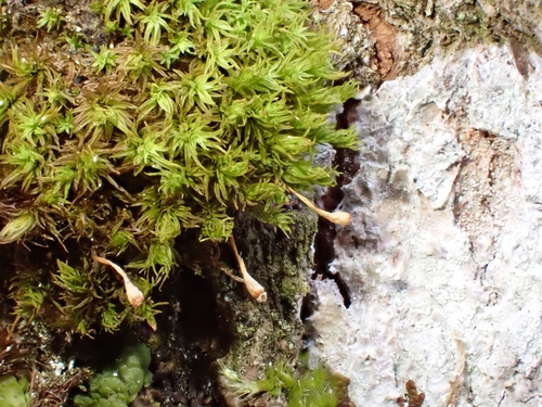 Ulota observed 2026-10-24