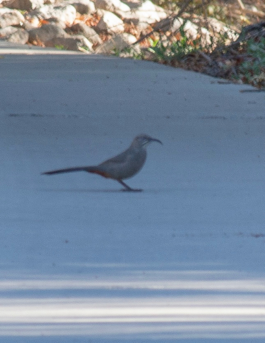 Crissal Thrasher