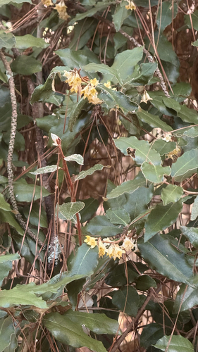 Elaeagnus pungens, 2026-10-25