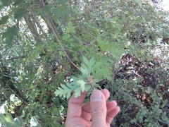 Crataegus microphylla
