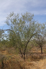 Prosopis