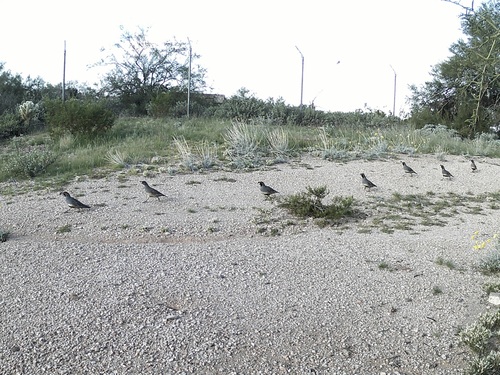 Gambel's Quail