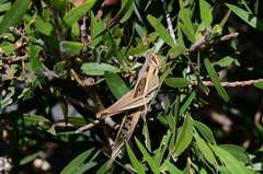 Austracris guttulosa