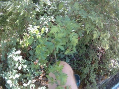 Crataegus microphylla