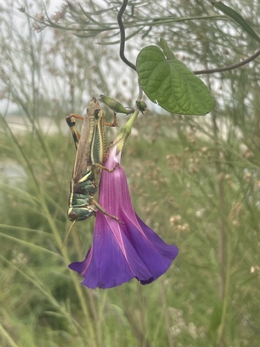 Thomas's Two-striped Grasshopper